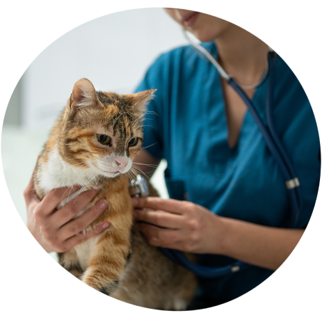 Veterinary professional at work