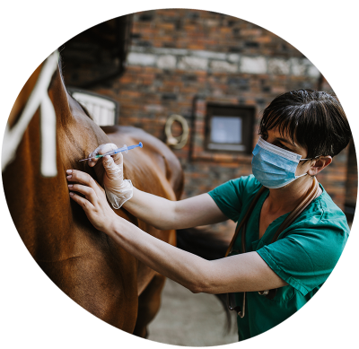 Equine veterinary surgeon at work